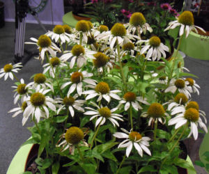 jeżówka purpurowa 'Little Angel'