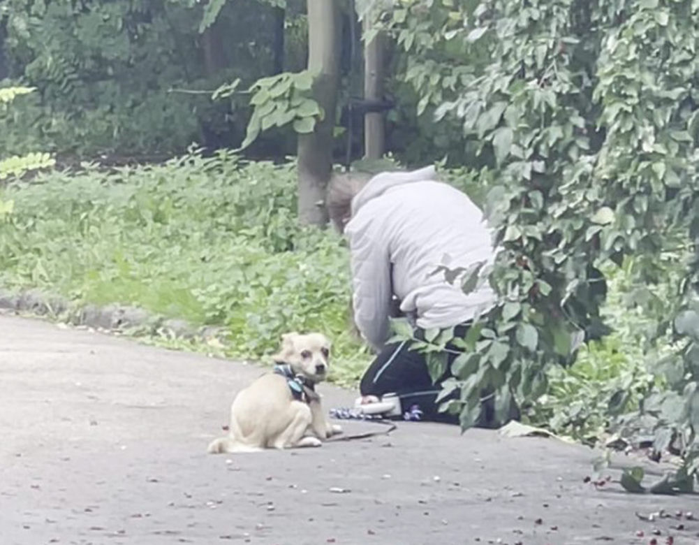 Bestialsko znęcała się nad psami. Po kopnięciu, zwierze wydało głośny pisk
