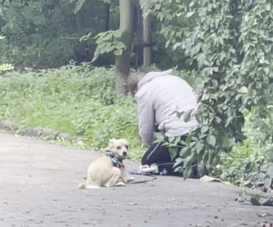 Bestialsko znęcała się nad psami. Po kopnięciu, zwierze wydał głośny pisk