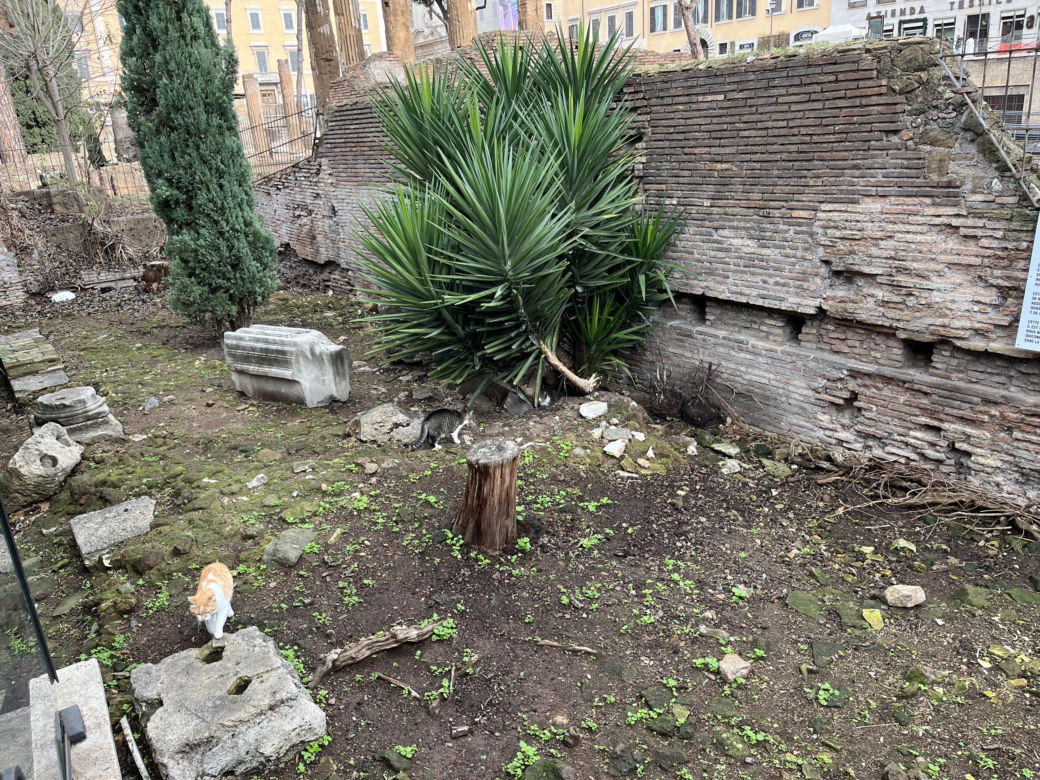 Largo Argentina w Rzymie. Koty zamieszkały w starożytnych ruinach - zobacz zdjęcia