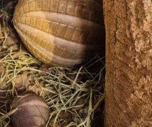 ZOO cieszy się z  nowych narodzin. Na świat przyszło tam młode bolita południowego