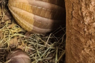 ZOO cieszy się z  nowych narodzin. Na świat przyszło tam młode bolita południowego