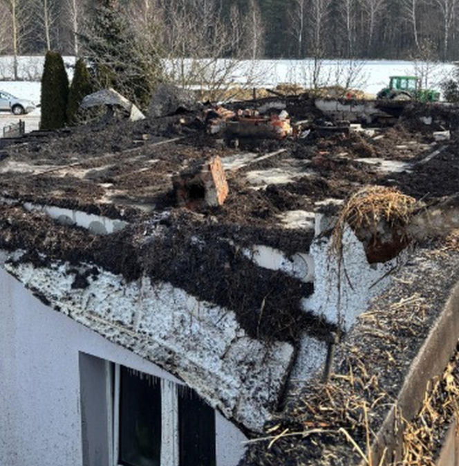 Krowa Diablica zobaczyła ogień i padła na zawał. Jarosław nie może się pozbierać. "Miałem ochotę płakać"