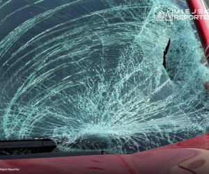 Zderzenie z łosiem w Wilanowie