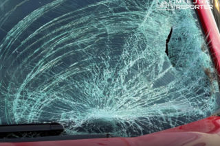 Zderzenie z łosiem w Wilanowie