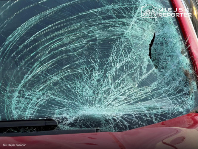 Zderzenie z łosiem w Wilanowie