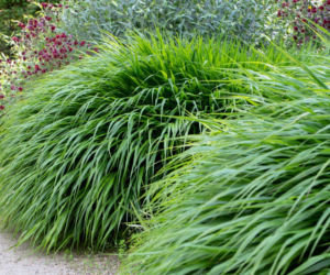 Hakonechloa smukła – poznaj piękno bambusowej trawy!