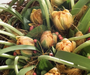 tulipany