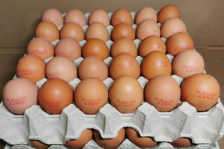 Salmonella na skorupkach jajek! GIS ostrzega – „jest ryzyko zatrucia pokarmowego”