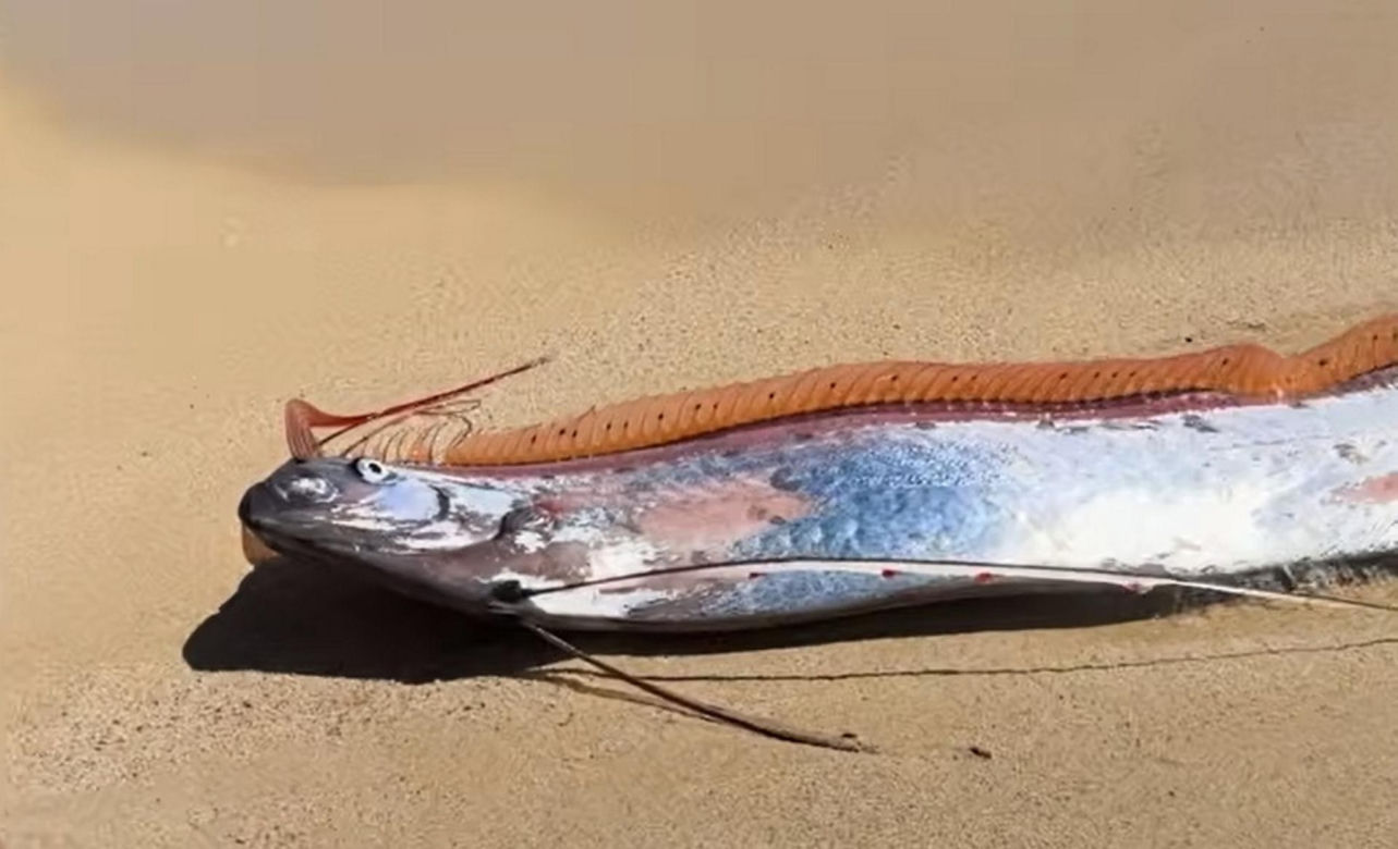 Gigantyczny wąż morski pojawił się na plaży w Cabo