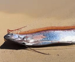 Gigantyczny wąż morski pojawił się na plaży w Cabo