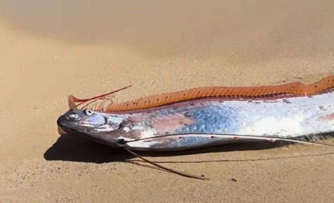 Gigantyczny wąż morski pojawił się na plaży w Cabo