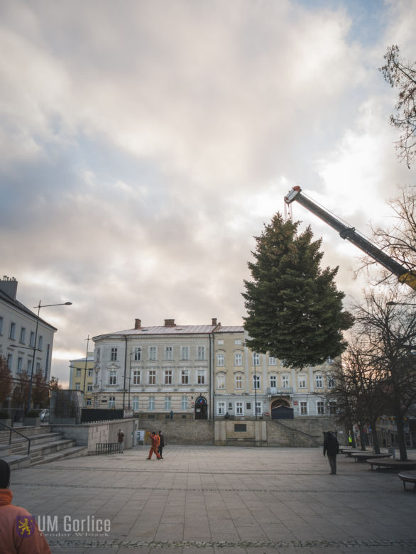 Choinka już stoi na rynku w Gorlicach! WSPANIAŁY świerk mierzy ponad 10 metrów