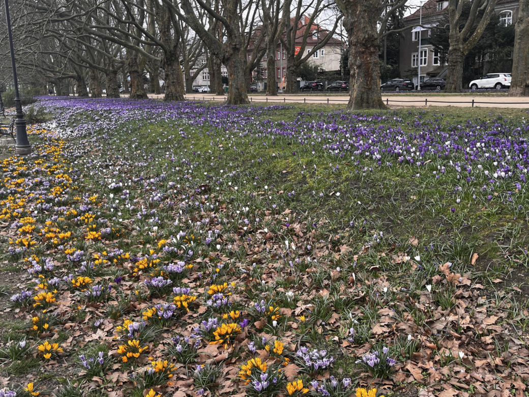 Krokusy w Szczecinie 