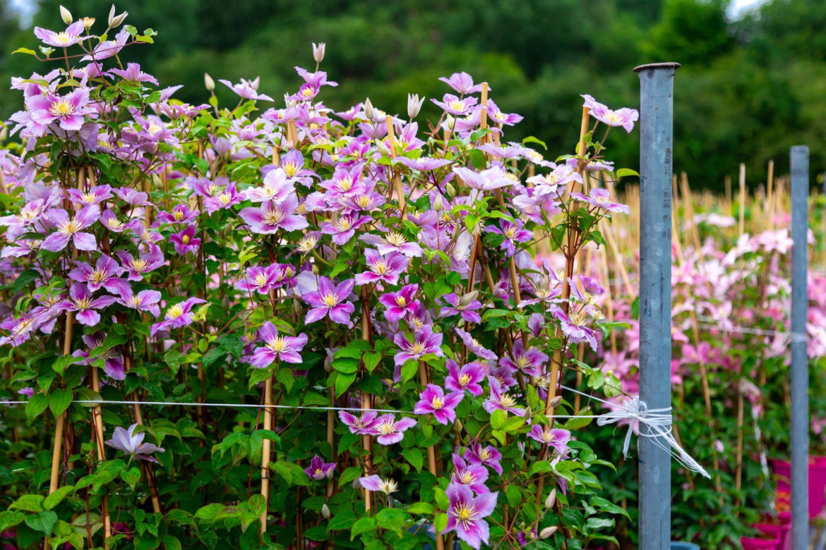 Clematis Pink Beauty 