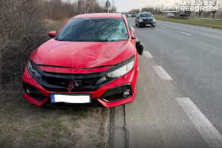 Zderzenie z łosiem w Wilanowie