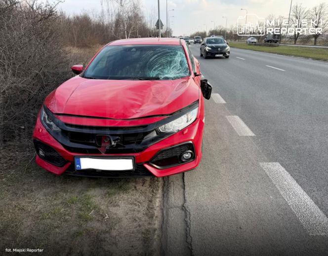 Zderzenie z łosiem w Wilanowie