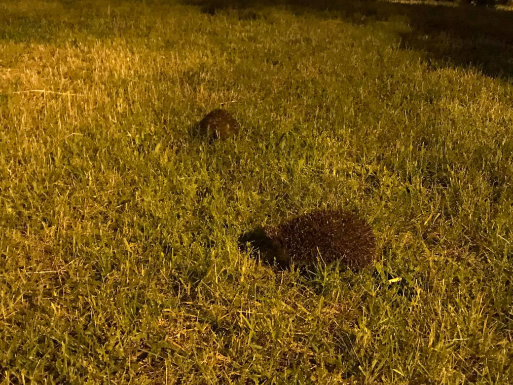 Katowice: Dokąd nocą tupta jeż? Wesoła rodzinka zamieszkała na osiedlu