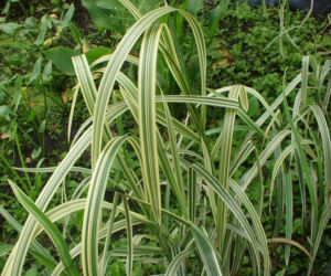 Manna mielec 'Variegata'