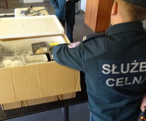 Nielegalny przemyt egzotycznych zwierząt w Korczowej