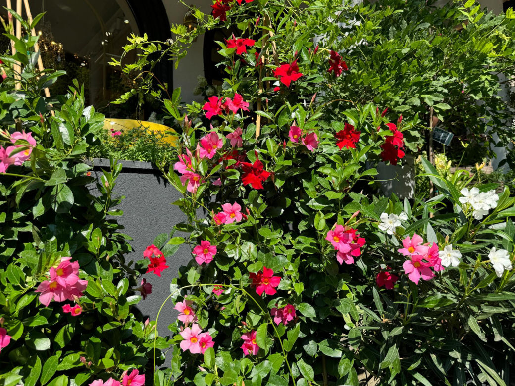 Dipladenia, mandevilla