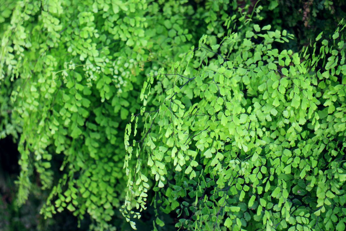 Adiantum