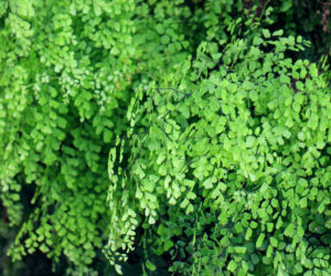 Adiantum