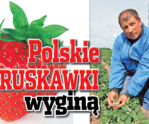 Polskie Truskawki wyginą