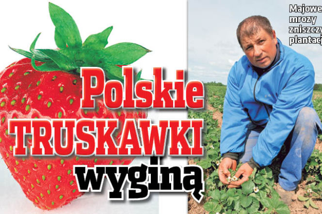 Polskie Truskawki wyginą