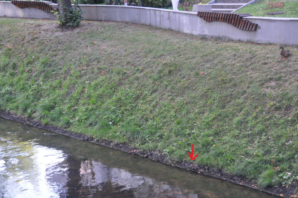 Szczury grasują w centrum Kielc nad Silnicą!