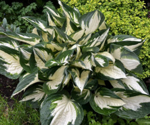 Hosta, funkia