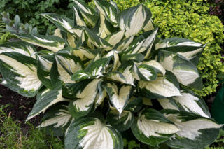 Hosta, funkia
