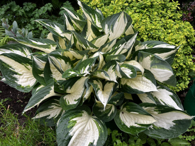 Hosta, funkia