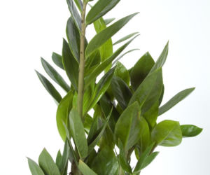 Zamiokulkas
