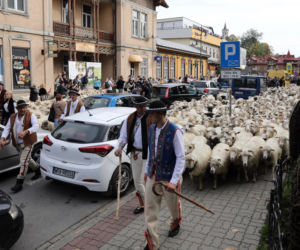 Jesienny redyk owiec w Szczawnicy
