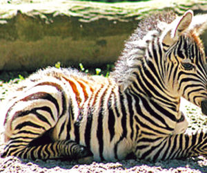 Nowi mieszkańcy warszawskiego zoo