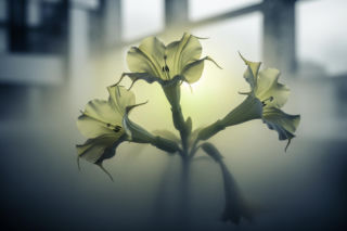 Epstein i trąby anielskie. Czy hodował narkotyk zombie?