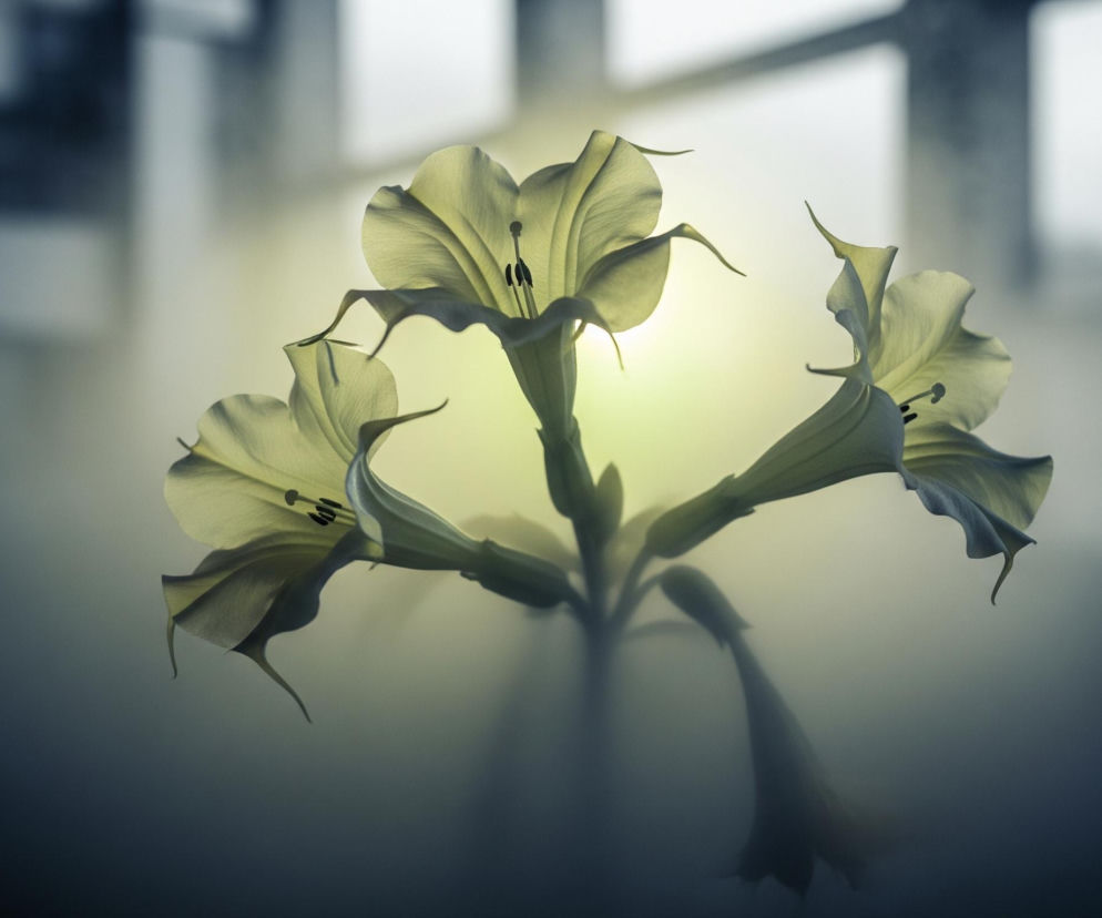 Centralnie umieszczona jest grupa trzech jasnożółtych kwiatów o trąbkowatym kształcie, z wyraźnymi ciemnymi pręcikami w środku każdego z nich. Kwiaty wyrastają z pojedynczej, rozgałęzionej łodygi, z których środkowy jest zwrócony frontalnie, a dwa boczne lekko na ukos. Całość otacza miękka, rozmyta poświata, która najjaśniejsza jest za kwiatami, przechodząc od intensywnej żółcieni w centrum do ciemniejszych, niebieskawych tonów na brzegach. Tło jest nieostre, ukazując zarysy jakby okien lub ram, w odcieniach szarości i błękitu.