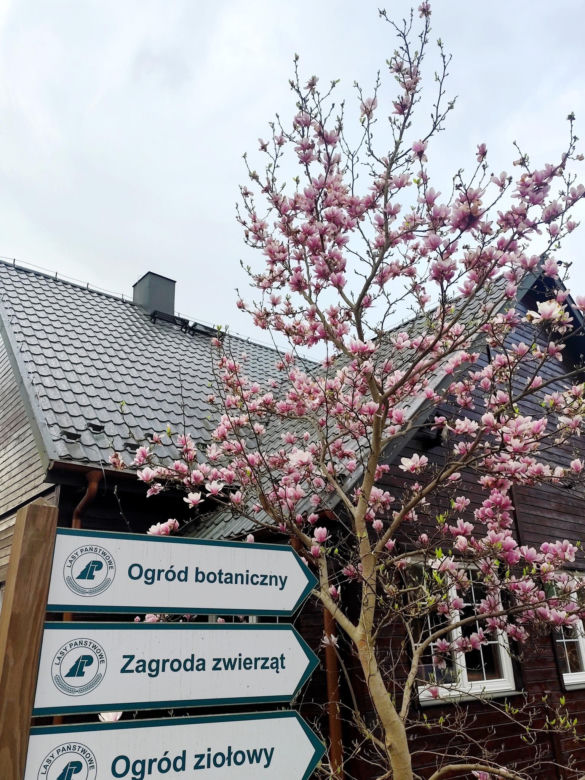 Nadleśnictwo Marcule blisko świętokrzyskiego