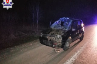 Fiat Panda nie miał szans w starciu z łosiem. Zwierzę roztrzaskało auto