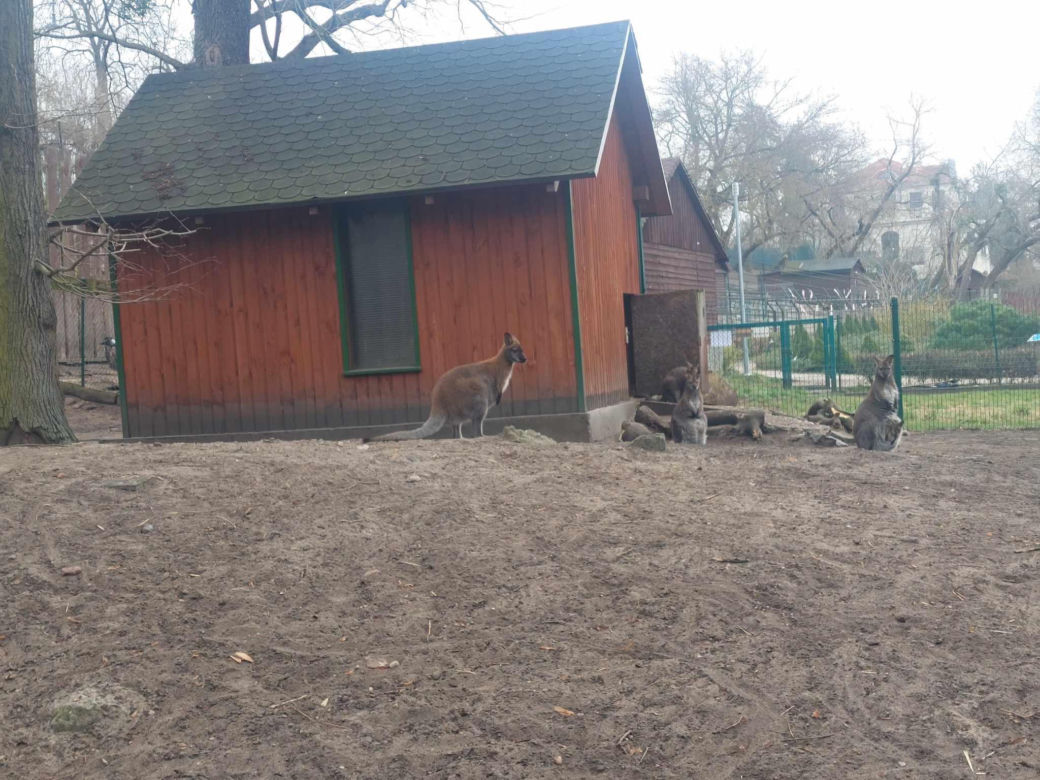 Taraje i kangurzątka. Złoty czas Ogrodu Zoobotanicznego w Toruniu
