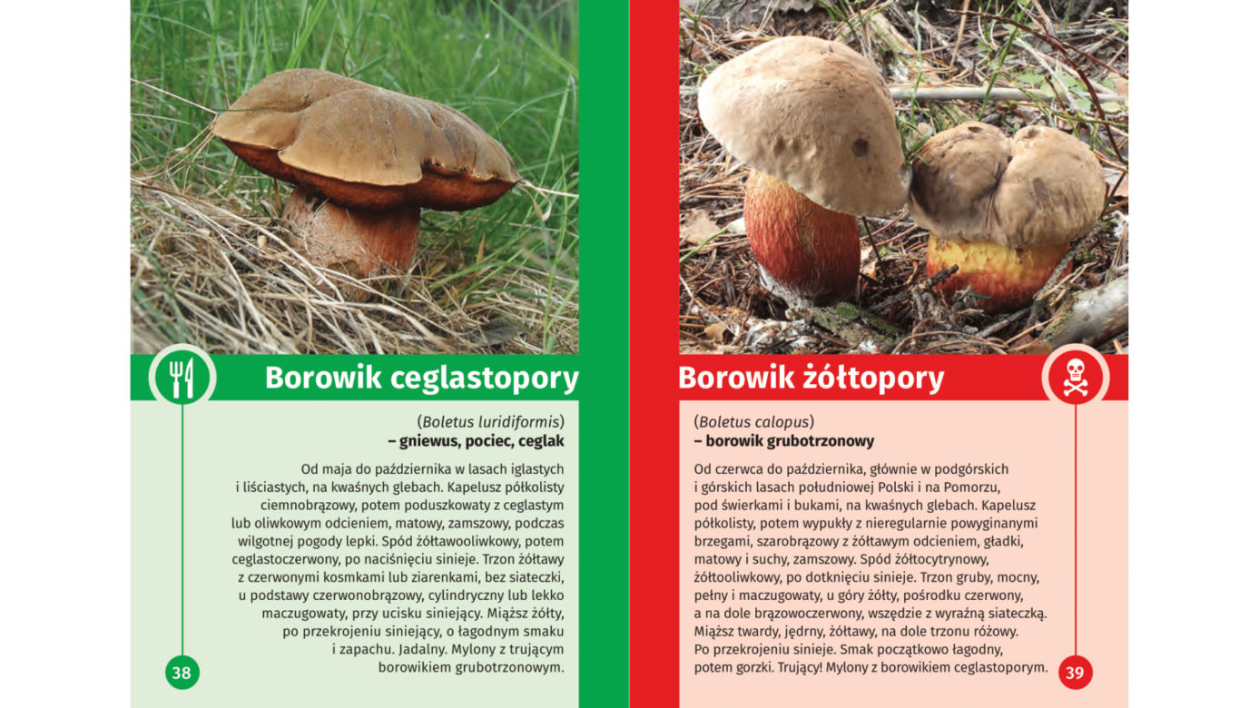 Trujące grzyby