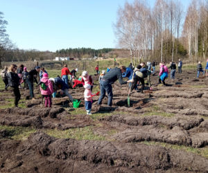 Akcja Grudziądzanie sadzą las!
