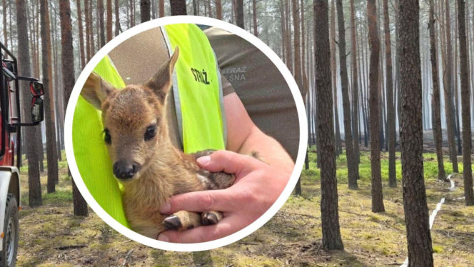 Uratowano koźlę sarny z pożaru lasu