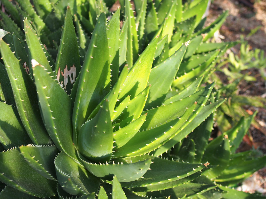 Aloes