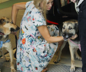 Goście Zespołu ds. Ochrony Zwierząt w Sejmie