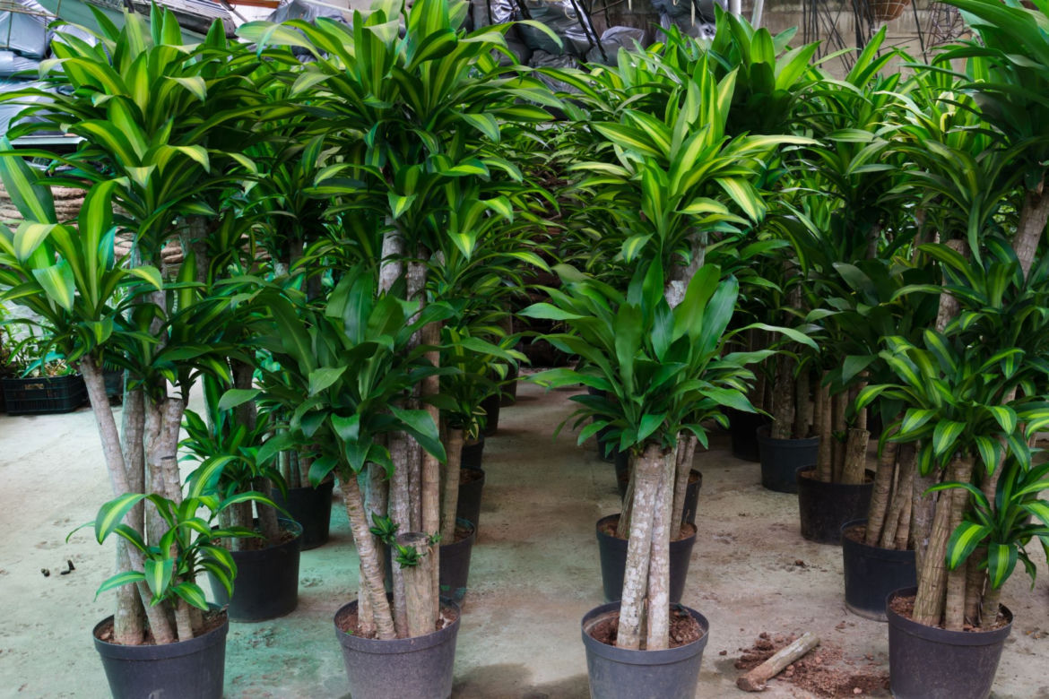Dracena wonna w sklepie