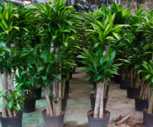 Dracena wonna