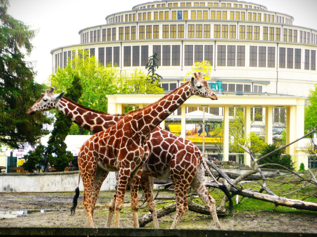Najlepsze ogrody zoologiczne w Polsce [ZDJĘCIA]