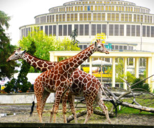 Najlepsze ogrody zoologiczne w Polsce [ZDJĘCIA]